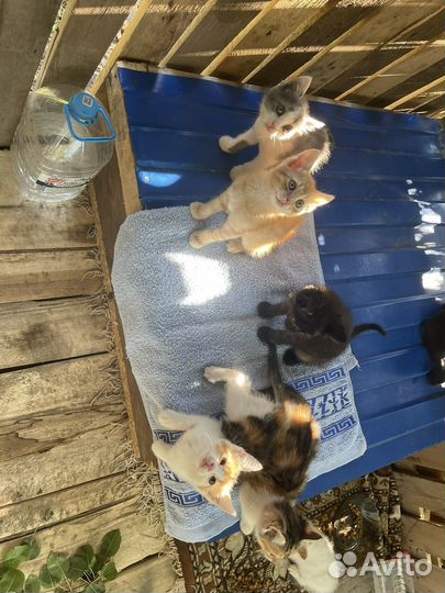 Котята в добрые руки бесплатно