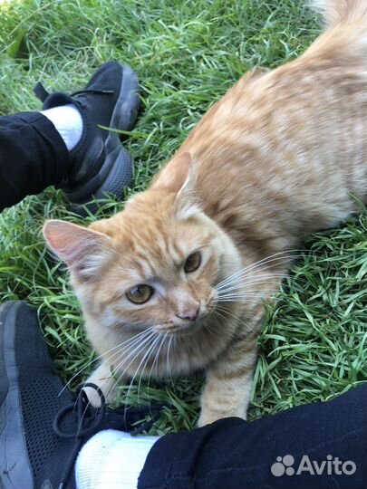 Кот в добрые руки