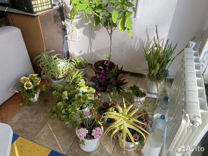 Комнатные растения цветы