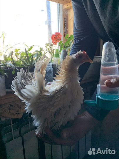 Малазийская серама