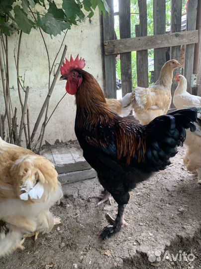 Инкубационное яйцо