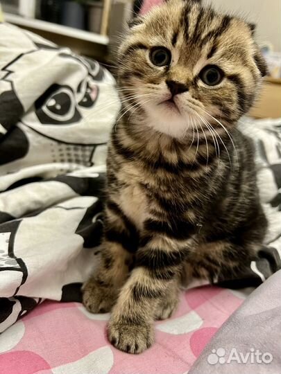 Шотландский вислоухий котенок