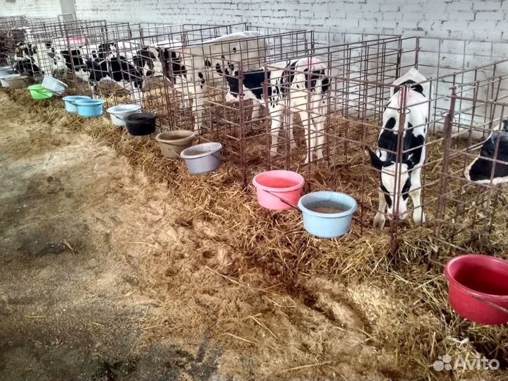 Телята бычки