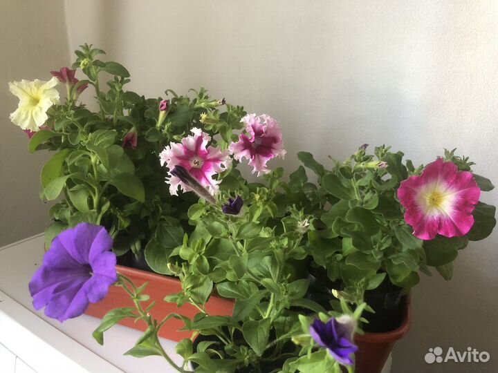 Рассада петунии