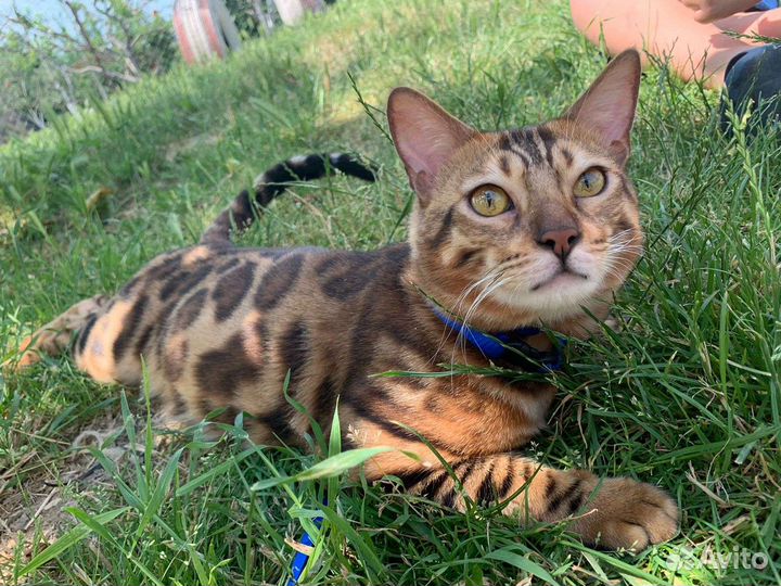 Бенгальская