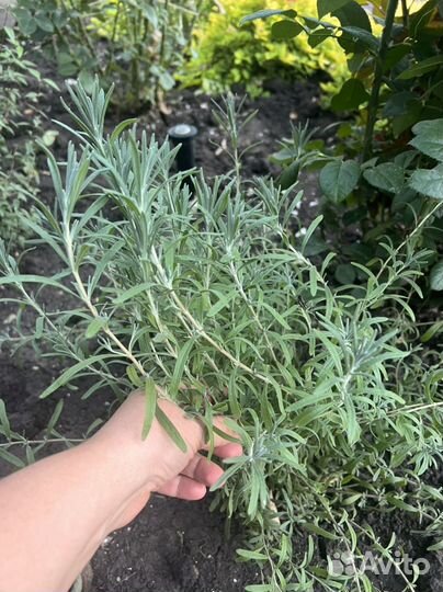 Жасмин, лаванда