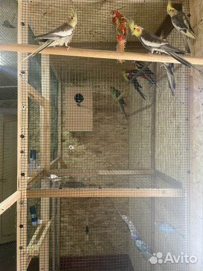 Попугай с гарантией