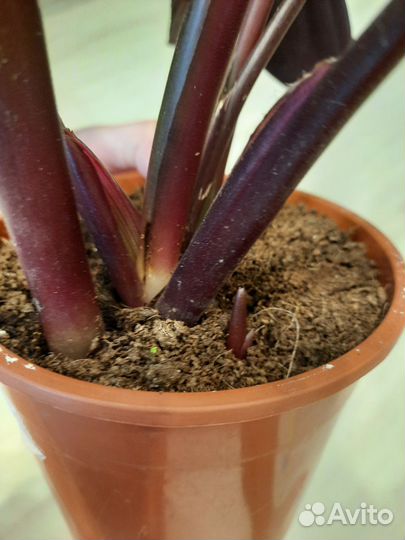 Калатея Сюрпрайз Стар