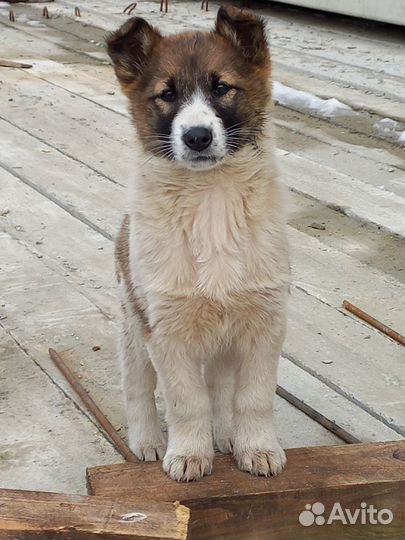 Собака в добрые руки отдам бесплатно