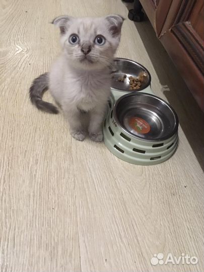 Котëнок в дар