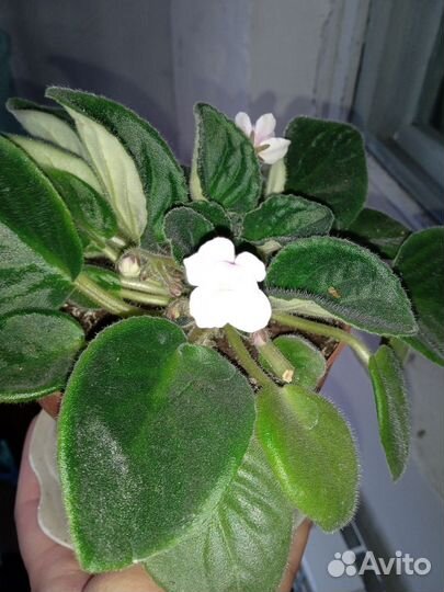 Обменяюсь листиками фиалки