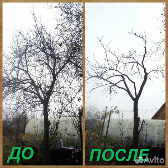 Профессиональная обрезка плодовых деревьев.Коломна