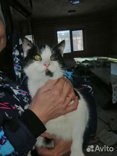 Котик Флинт 2 года кастрирован с доставкой