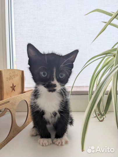 Кошка в дар бесплатно