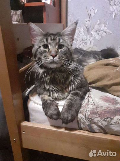 Кот на вязку мейн-кун