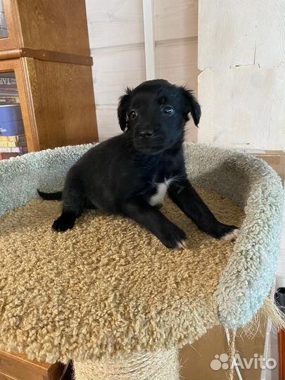 Щенки некрупные в добрые руки бесплатно