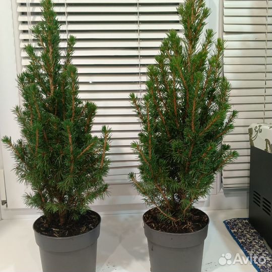 Елка новогодняя живая в горшке