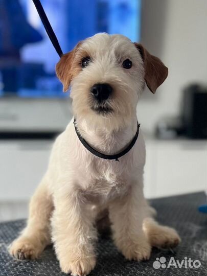 Щенки джек рассел терьер