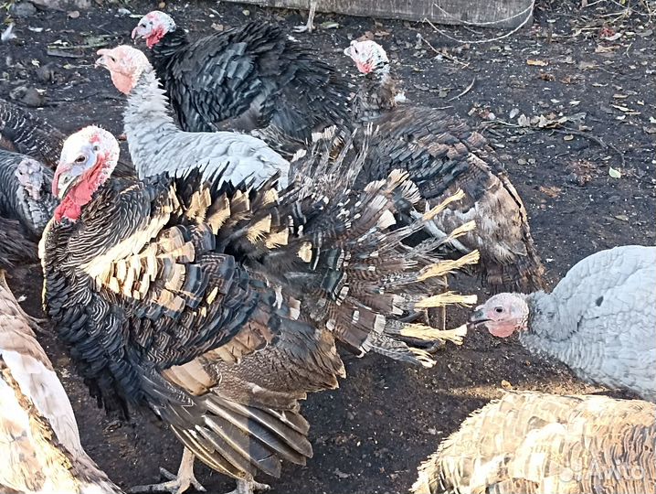 Индюки индюшки индейки