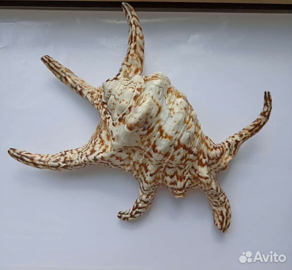 Морская раковина Ламбис