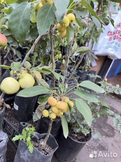 Саженцы плодовых деревьев зкс