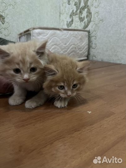 Продам котят