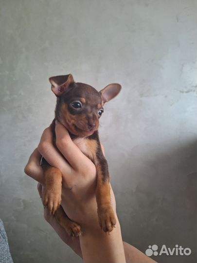 Русский той