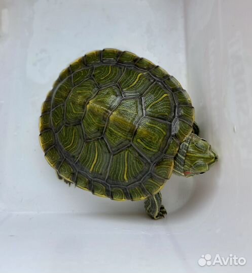 Красноухая черепаха маленькая бесплатно