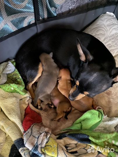 Домашние животные собаки щенки