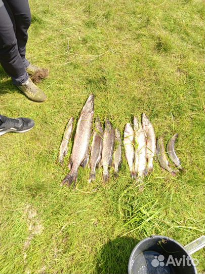 Рыбалка с гидом