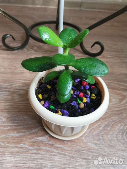 Крассула толстянка