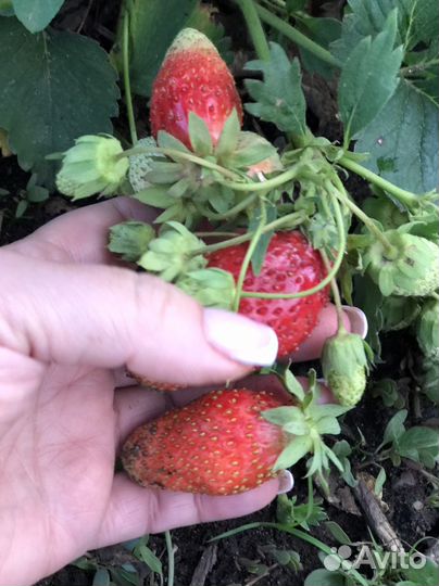 Альбион.ремонтантная клубника