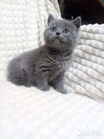 Британские котята