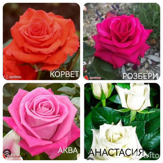 Сортовые саженцы роз