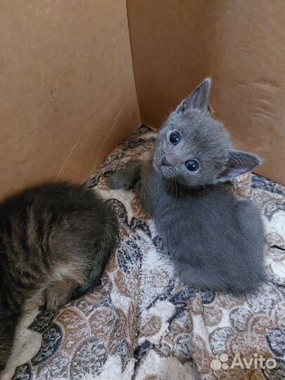 Домашние животные котята