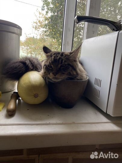 Кот мейн-кун вязка