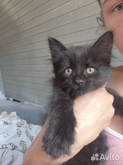 Котенок девочка в дар бесплатно