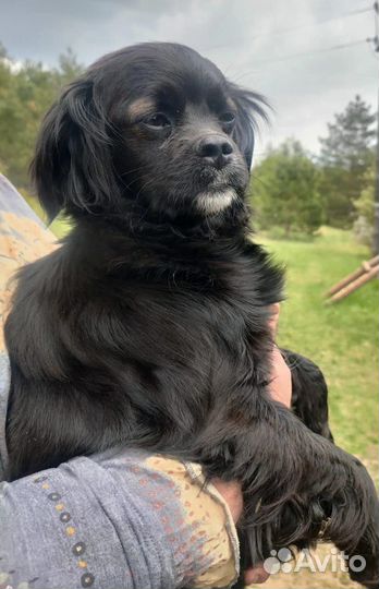 Маленькая Лея в дар