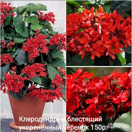 Комнатные цветы