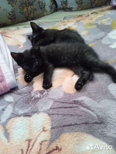 Кошки