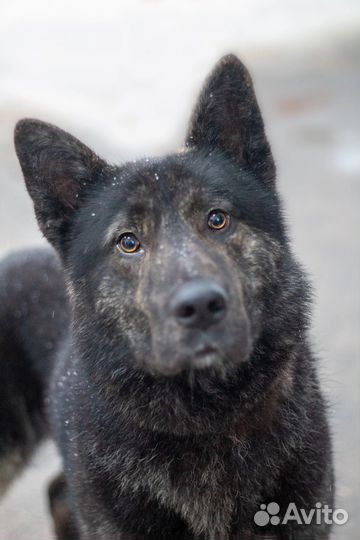 Овчарка даром