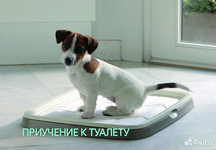 Кинолог. Дрессировка собак и воспитание щенков