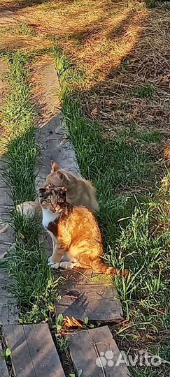 Отдам в добрые руки