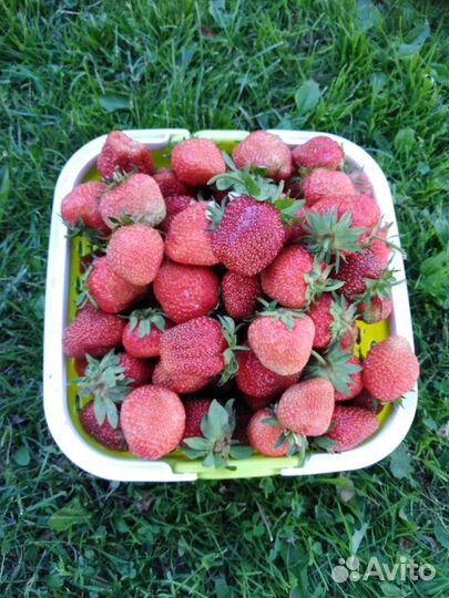 Рассада клубники