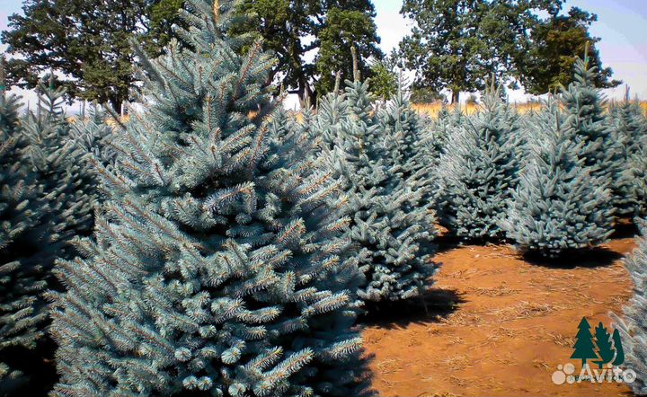 Ель голубая 3,3м и др