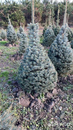 Хвойные растения Ель Туя Сосна