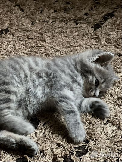 Кошка в дар