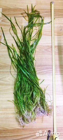 Валеснерия