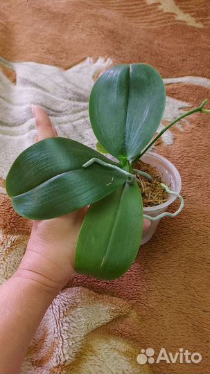 Орхидея фаленопсис Дракон