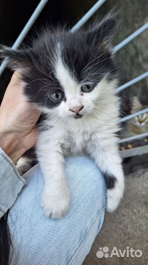 Котики бесплатно